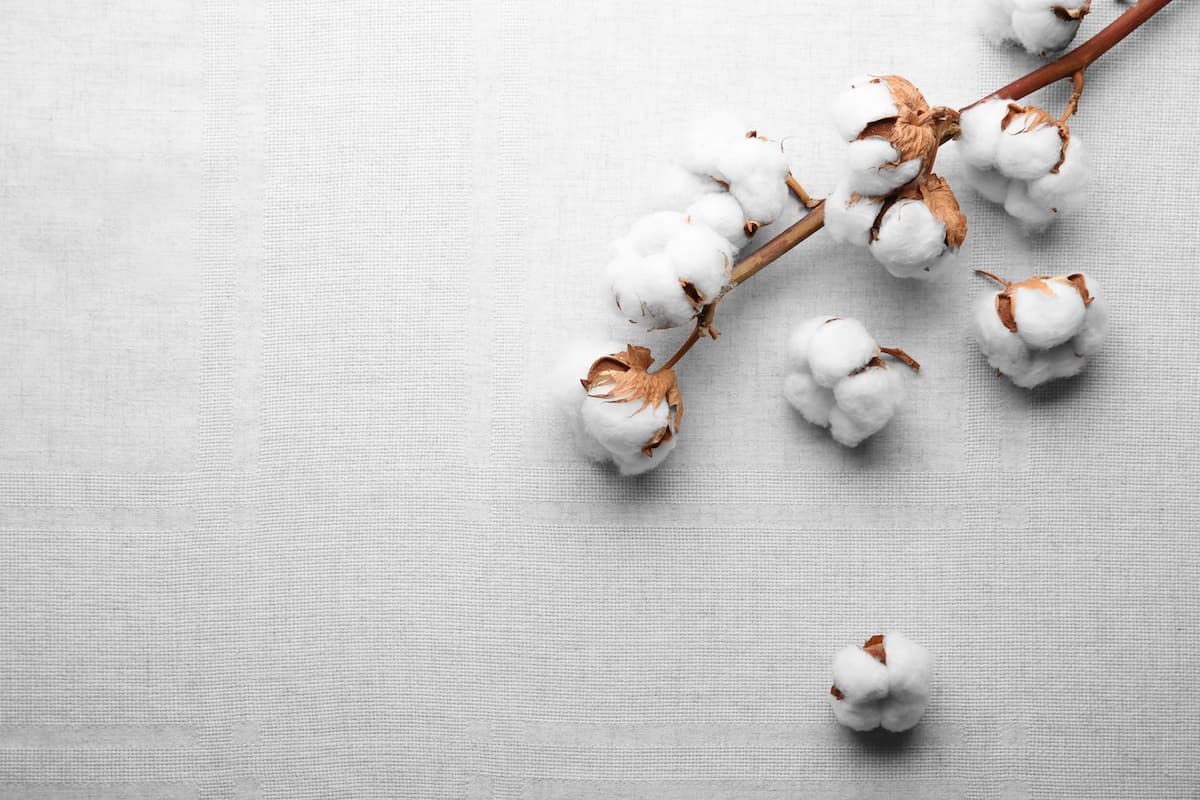 Cotton plant on white fabric