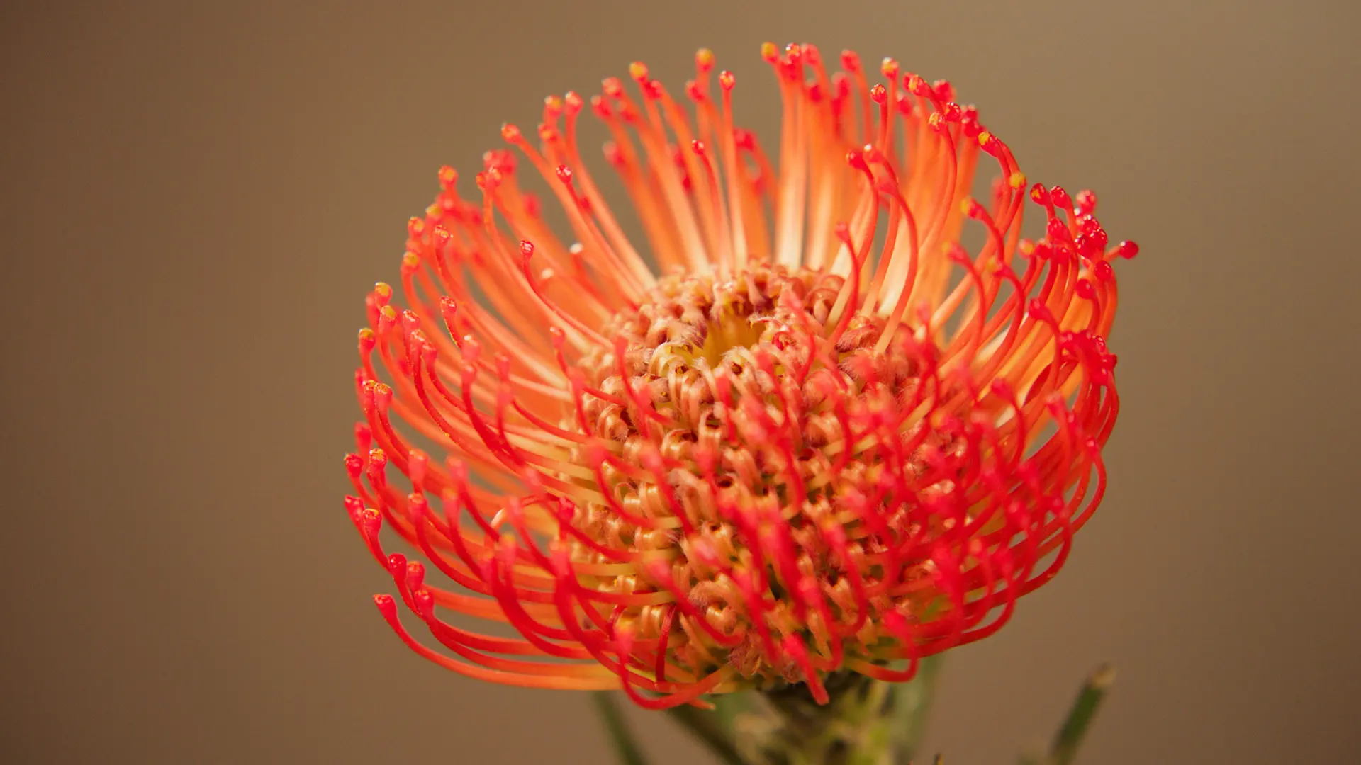 Design Stunning Floral Arrangements